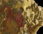 Polished, Jurassic Petrified Wood (Conifer) - Australia #41913-1